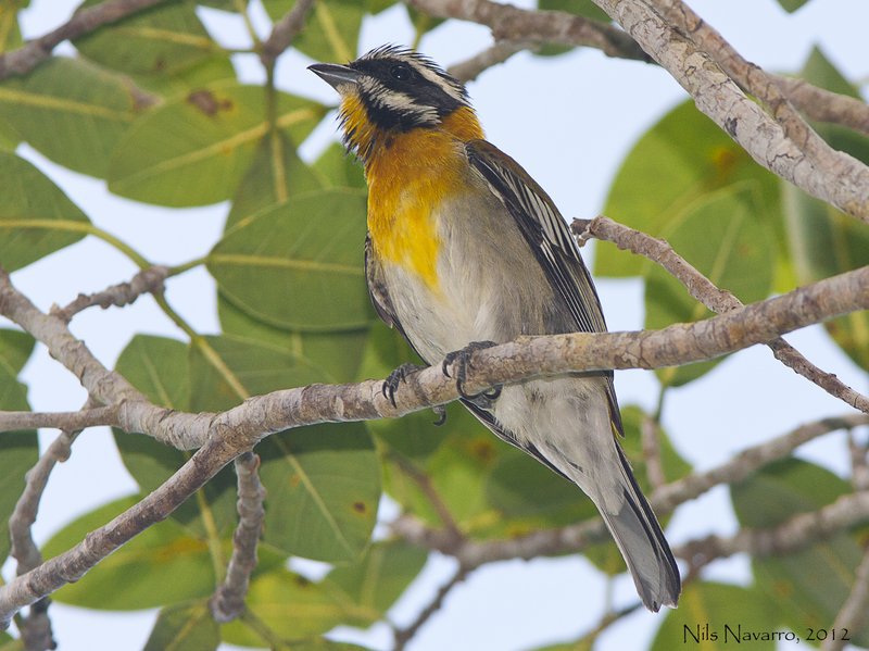 Transfer ab Pinar del Rio nach Viñales Bird Paradise by Nein