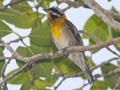 Transfer ab Pinar del Rio nach Viñales Bird Paradise by Nein