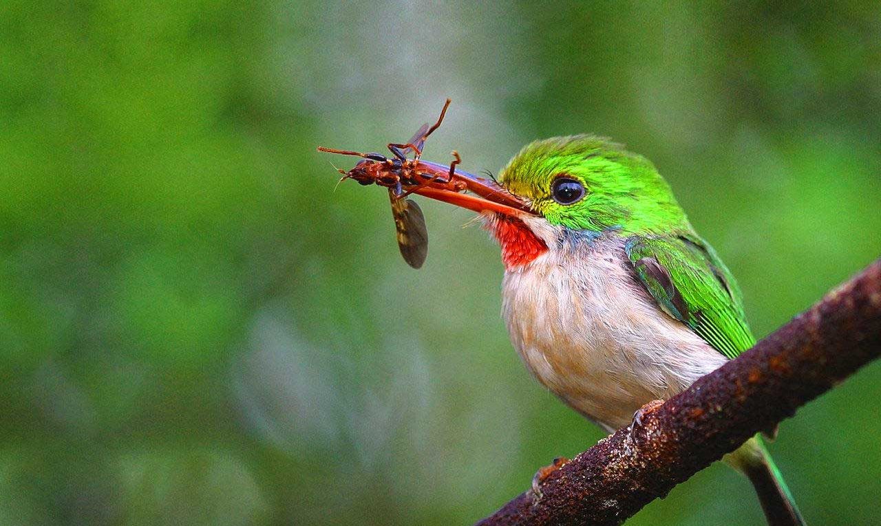Transfer ab Pinar del Rio nach Viñales Bird Paradise by Nein