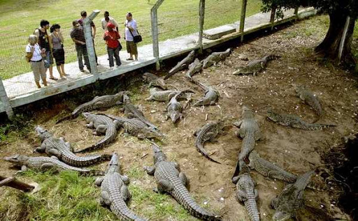 Ferme aux crocodiles - Ciénaga de Zapata Crocodile Farms - Ciénaga de Zapata by Non