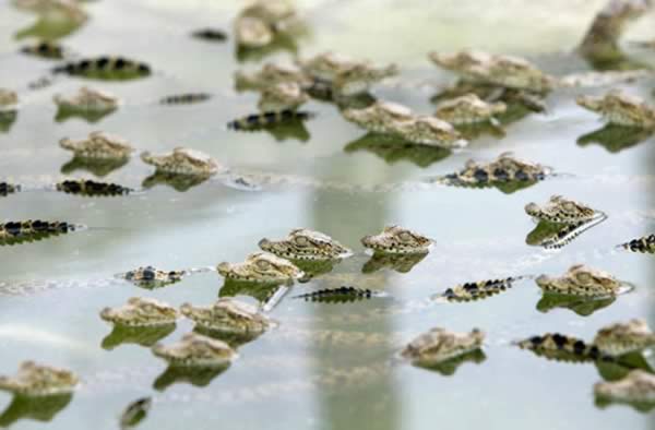 Transfer ab Pinar del Rio nach Viñales Minas crocodile farm - Camaguey by Nein