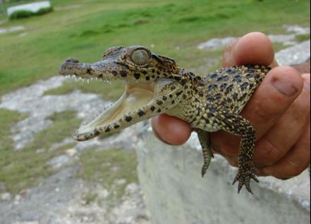Transfer ab Pinar del Rio nach Viñales Minas crocodile farm - Camaguey by Nein