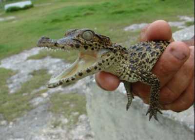 Ferme aux crocodiles - Ciénaga de Zapata Crocodile Farms - Ciénaga de Zapata by Non