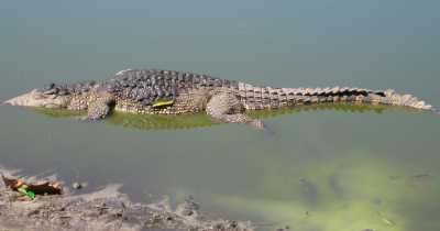 Transfer ab Pinar del Rio nach Viñales Sábalo Crocodile Farm - Las Tunas by Nein