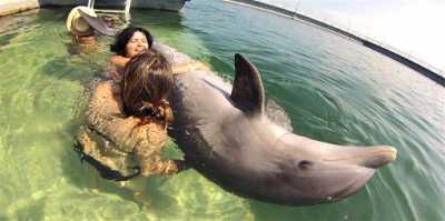 Swimming with Dolphins Swimming with Dolphins