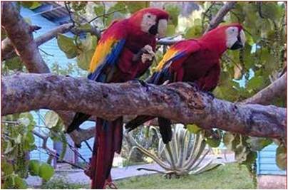 Cayo Saetía - Chambre simple Cayo Saetia - Single by Non