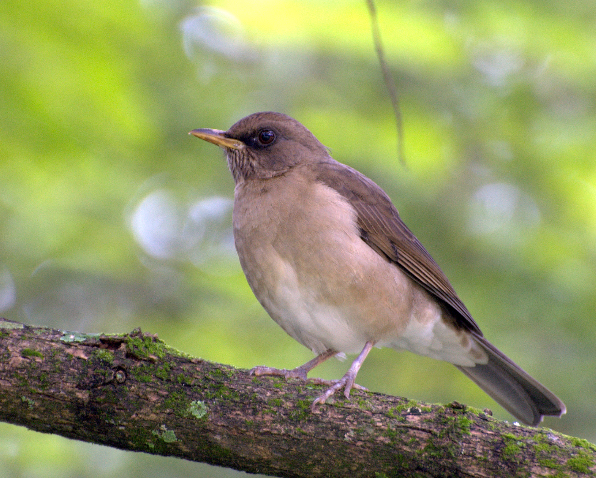 Transfer ab Pinar del Rio nach Viñales Bird Paradise by Nein