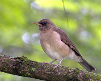 Transfer ab Pinar del Rio nach Viñales Bird Paradise by Nein