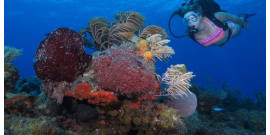 Round trip transfer to Maria La Gorda   Round trip transfer to Maria La Gorda  