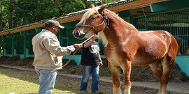 Finca Charco Azul Artemisa - Equestrian Finca Charco Azul