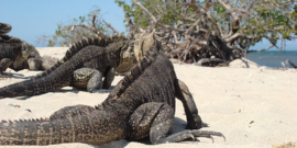 Seafari Cayo Las Iguanas Seafari Cayo Las Iguanas