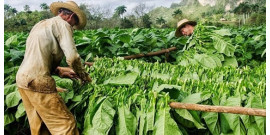 Tobacco Route - Lunch included Tobacco Route - Lunch included